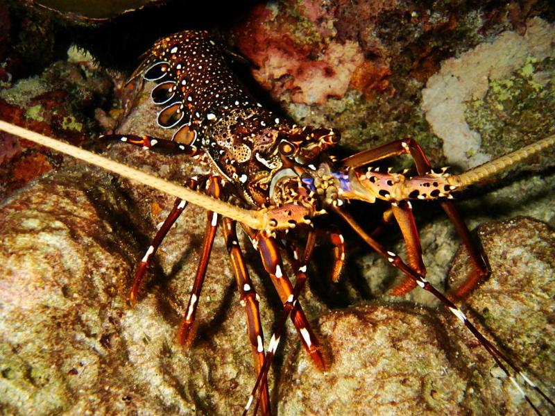 SIMILAN NOV 2008 .PHOTO LORAN (245).JPG